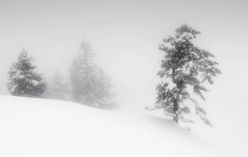 Verschneite tannen im nebel