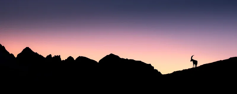 Steinbock vor bergsilhouette in der abenddaemmerung