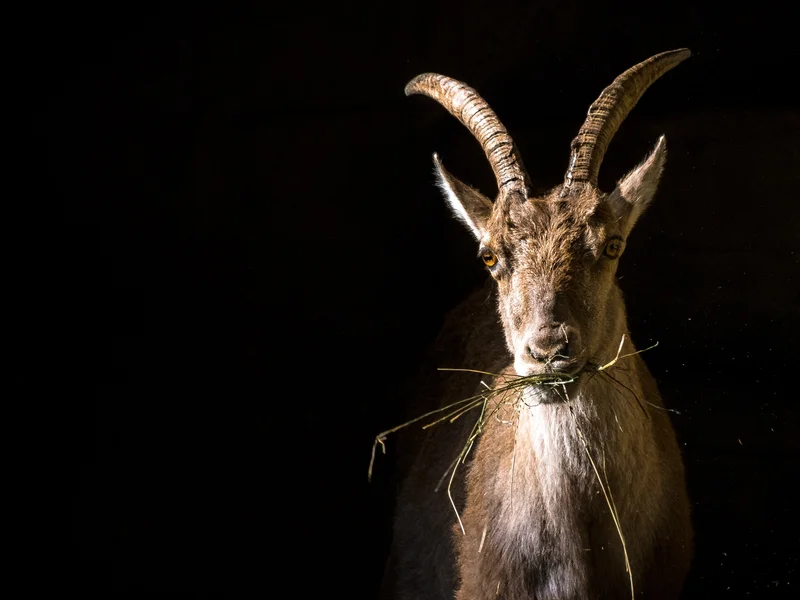 Steinbock im portraet vor dunklem hintergrund