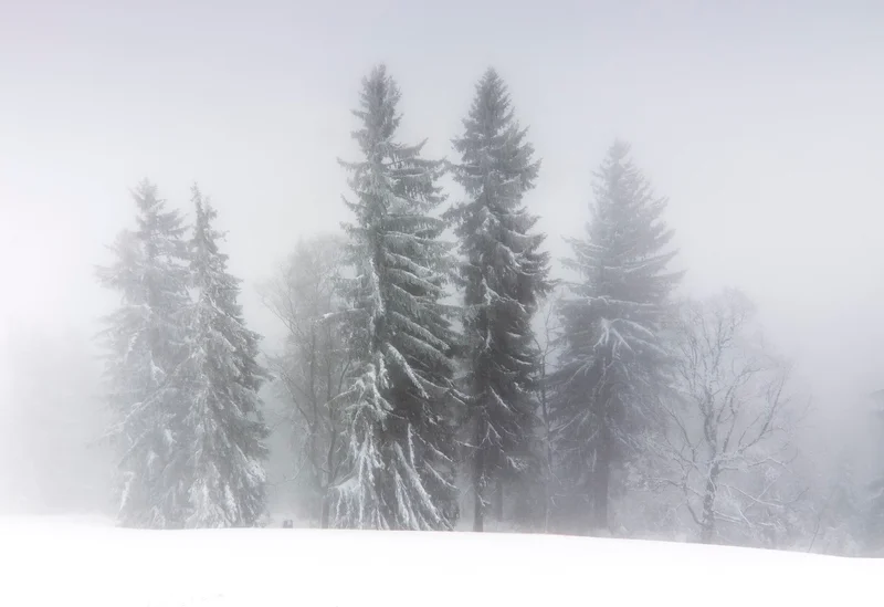 Tannen im winterlichen schneegestoeber