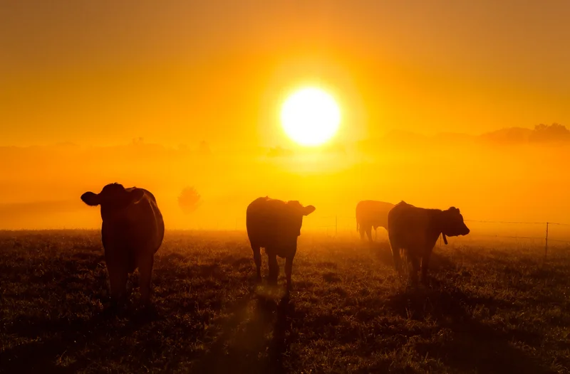 Kuehe auf der weide bei sonnenaufgang
