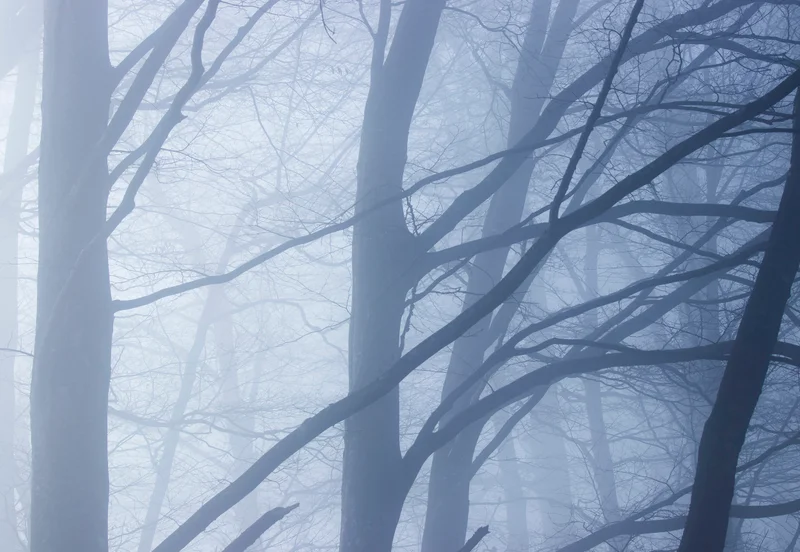 Baumstaemme im blauen nebel