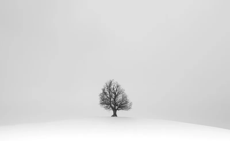 Einzelner baum in verschneiter landschaft