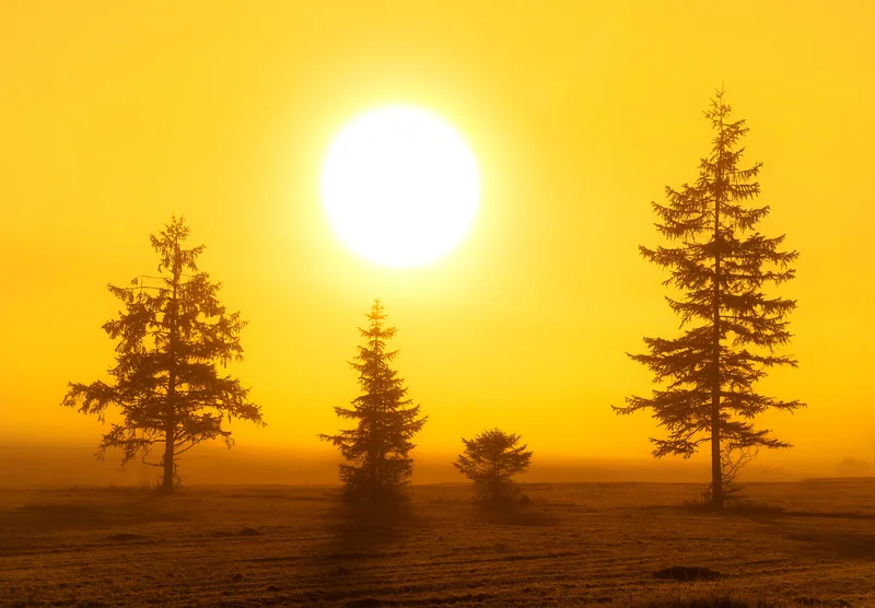 Tannen im goldenen sonnenlicht