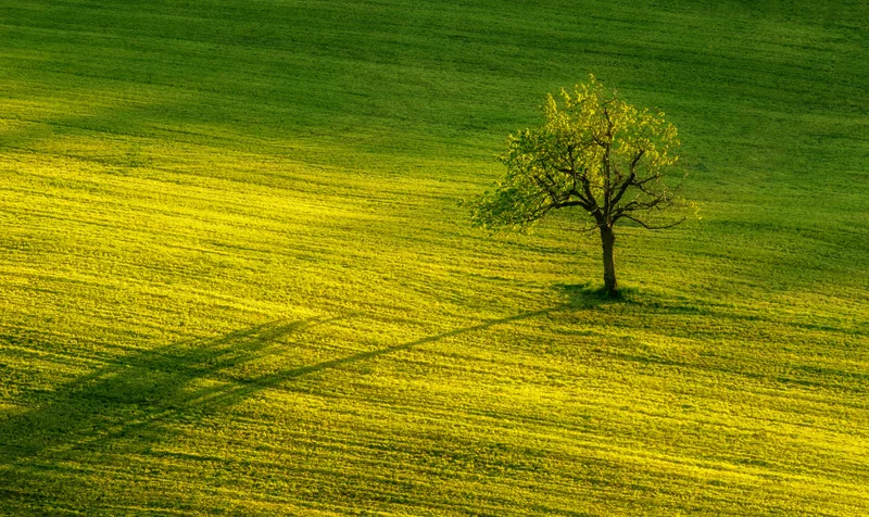 Einzelner baum auf einer gruenen wiese