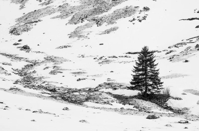 Tanne im verschneiten bergtal