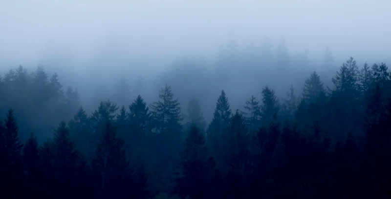 Nebel ueber dunklem tannenwald