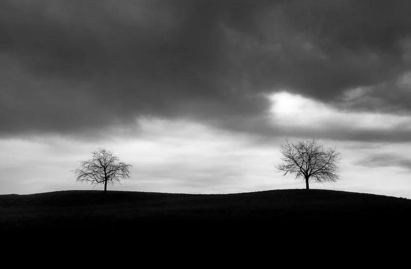 Zwei baeume unter dramatischen wolken
