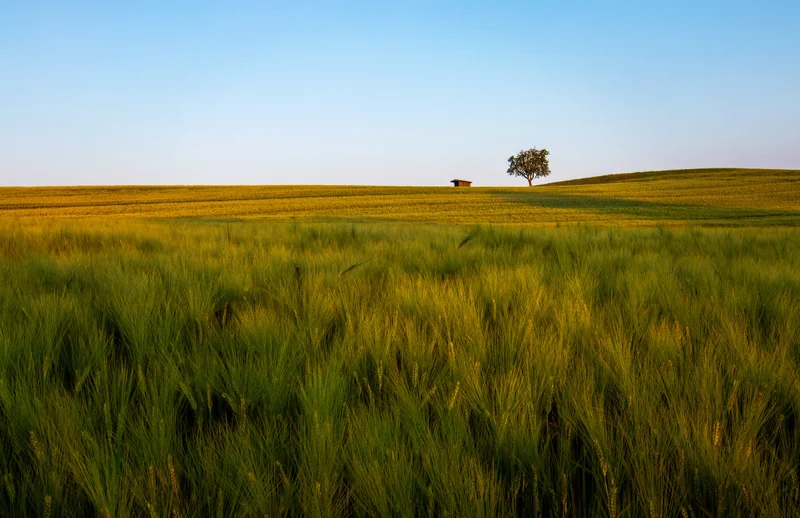 Weites getreidefeld mit einzelnem baum