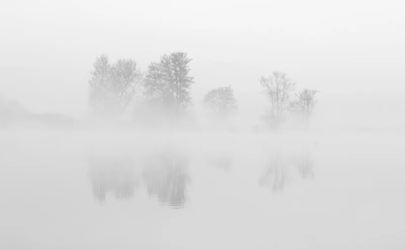 Baeume und spiegelung im dichten nebel