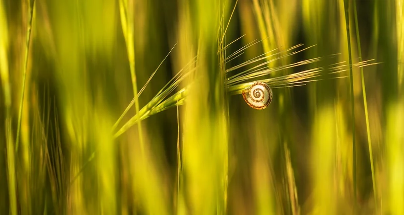 Grashalme und schnecke im gegenlicht
