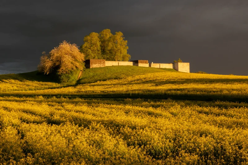 Baeume und Feld im Abendlicht