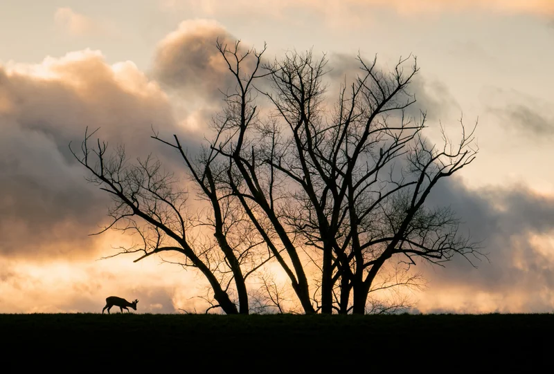 Baumsilhouette im Abendlicht