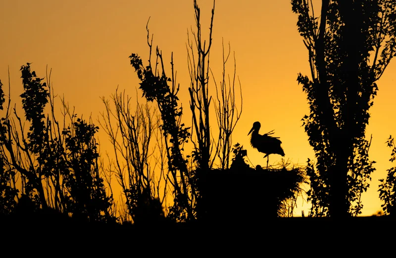 Vogel im Baum bei Sonnenuntergang