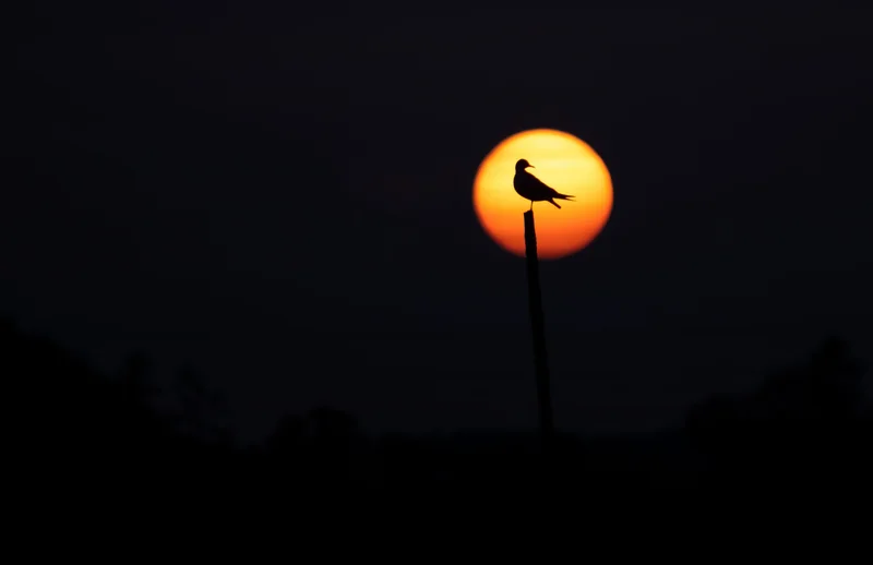 Vogel vor der Abendsonne