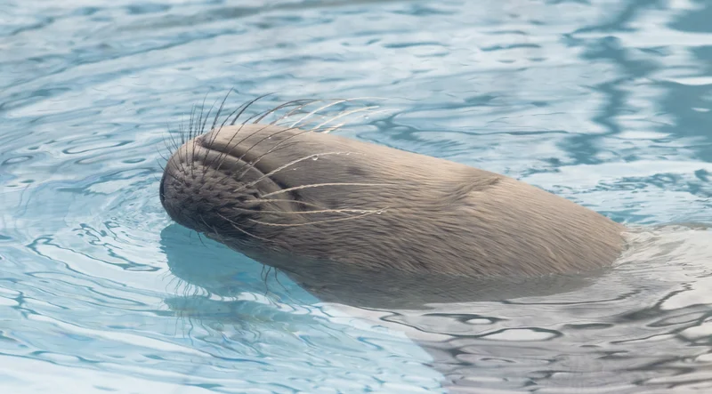 Walross im Wasser