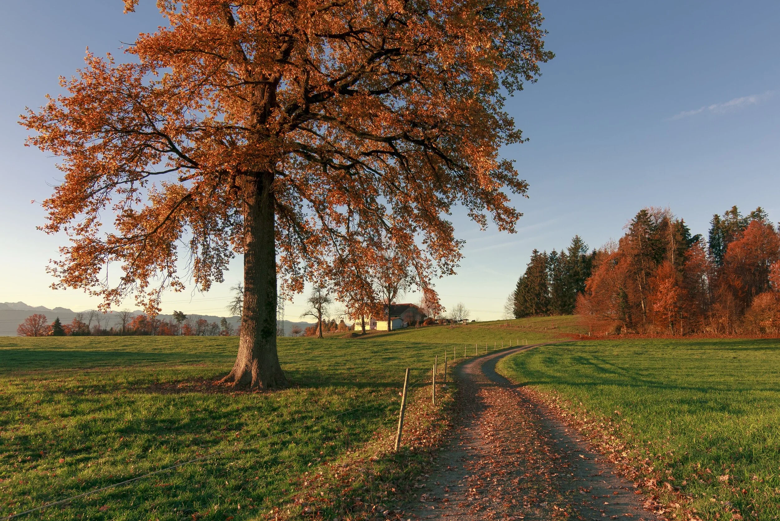 Schweipel