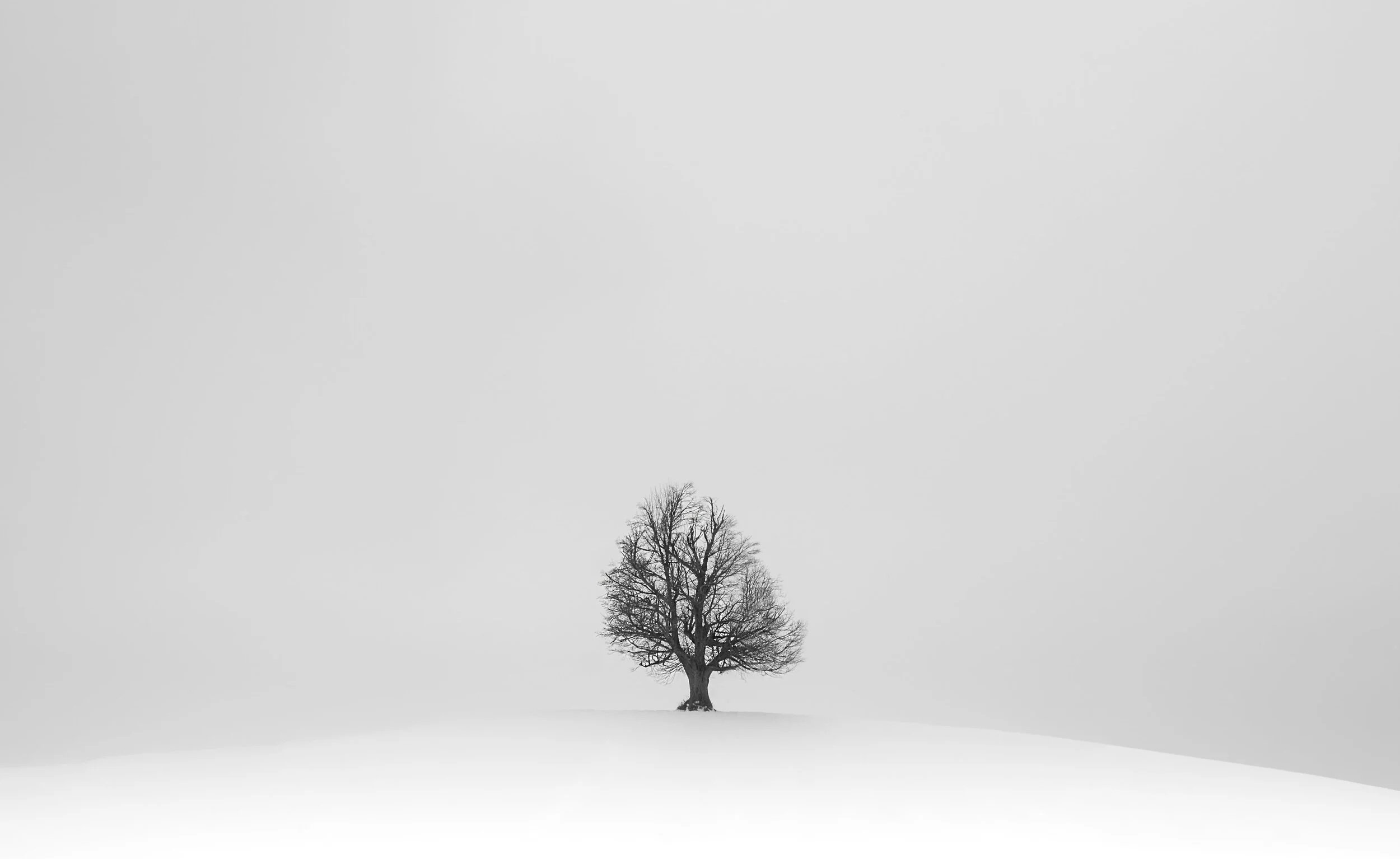 Einzelner Baum bei Adetswil